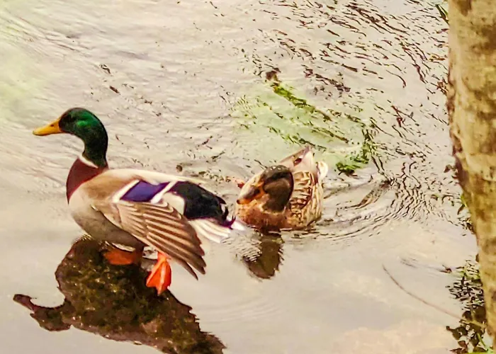 Flusshaus - Casas Do Rio Tora By Interhome Feriehus